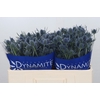 Eryngium Blue Dynamite