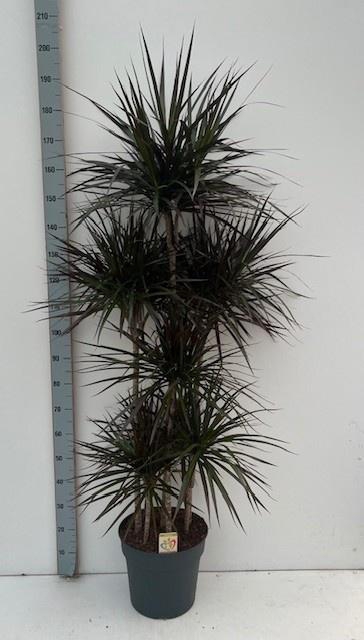 <h4>DRA MARG MAGENTA</h4>