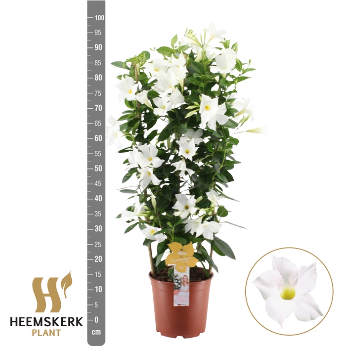 <h4>MANDE SUMMERST WHITE</h4>