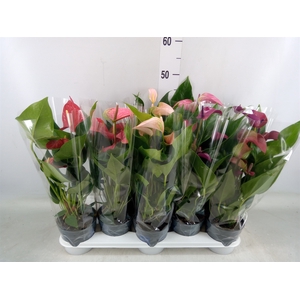 Anthurium   ...mix