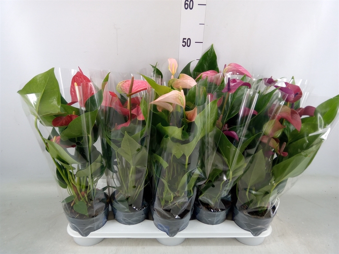 <h4>Anthurium   ...mix</h4>