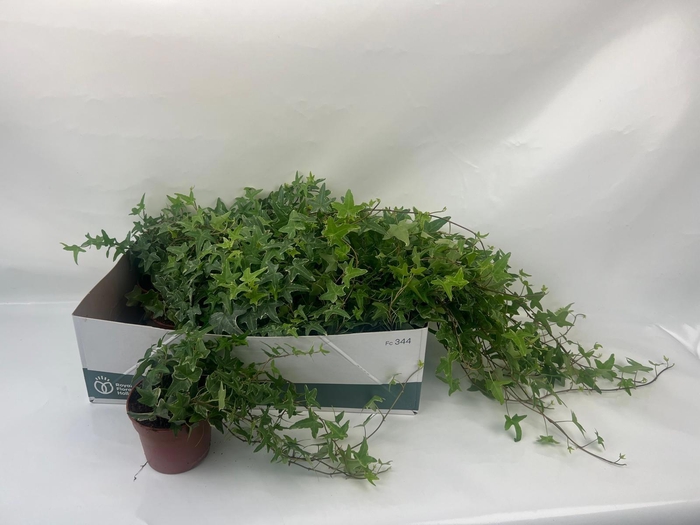 <h4>HED HE MONA LISA</h4>