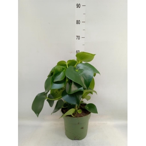 Peperomia polybotrya 'Raindrop'