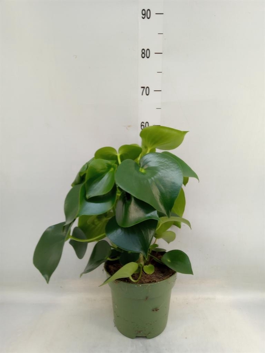 <h4>Peperomia polybotrya 'Raindrop'</h4>