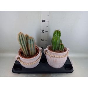 Cactus   ...