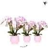 Kolibri Orchids Phalaenopsis pink 3 spike in Scandic pot pink