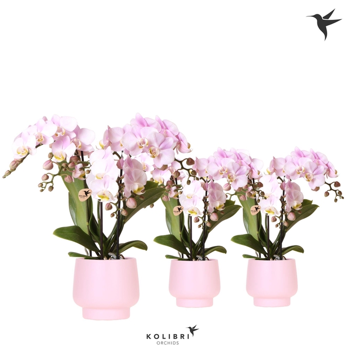 <h4>Kolibri Orchids Phalaenopsis pink 3 spike in Scandic pot pink</h4>