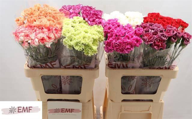 <h4>Di St Gem In Fust</h4>