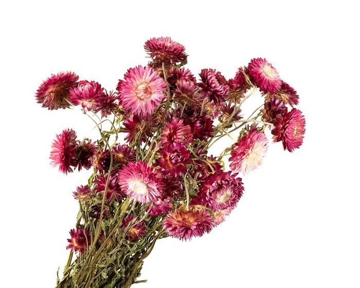 Helichrysum Pink Dark