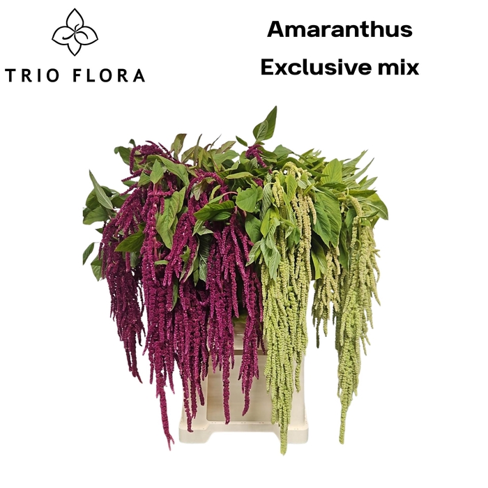 <h4>AMAR EXCLUSIVE MIX 998</h4>