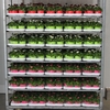 Bellis P Mixk 1 Kleur Per Tray