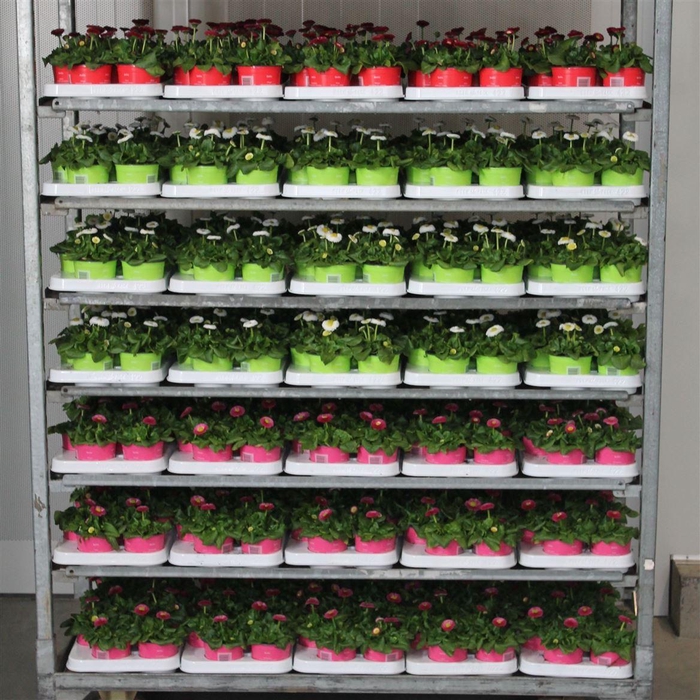 Bellis P Mixk 1 Kleur Per Tray