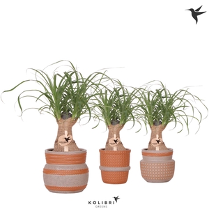 Kolibri Greens Beaucarnea in Ethnic pot terracotta mix