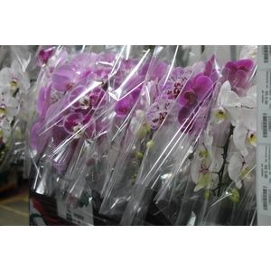 PHALAENOPSIS CASCATA P12