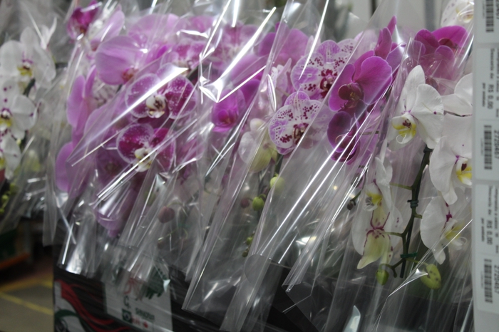 <h4>PHALAENOPSIS CASCATA P12</h4>