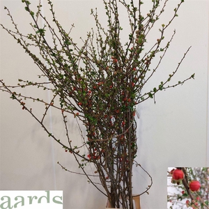 Chaenomeles Orange 150cm P Stem