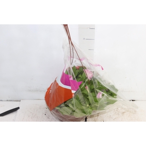 PETUNIA C21