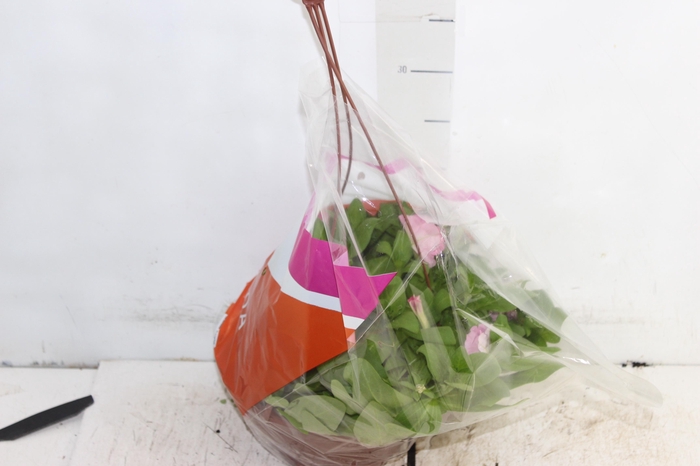 <h4>PETUNIA C21</h4>