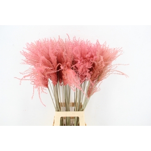 DF Miscanthus 90cm L.Pink