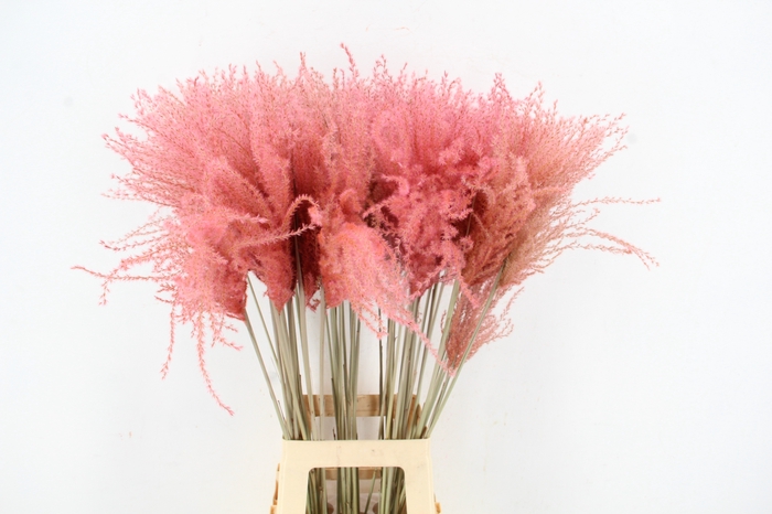 <h4>DF Miscanthus 90cm L.Pink</h4>