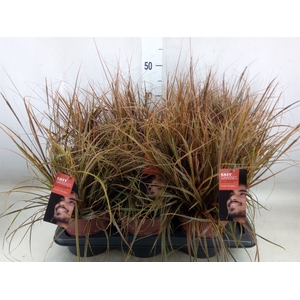Uncinia rubra 'Everflame'