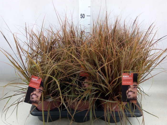 <h4>Uncinia rubra 'Everflame'</h4>