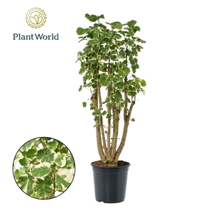 Polyscias Balfouriana vertakt