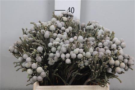 <h4>Kaaps Brunia Laevis</h4>