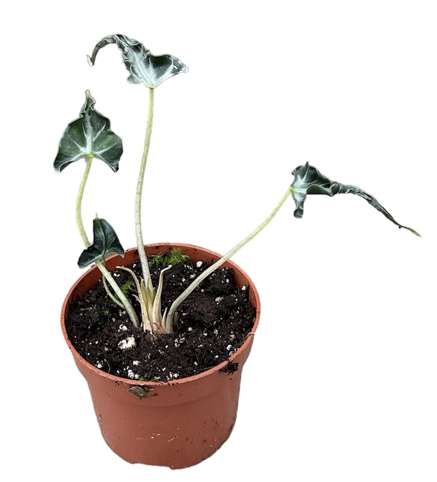 Alocasia