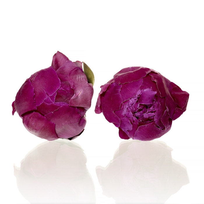 <h4>Peony bordeaux 5,5-6cm</h4>