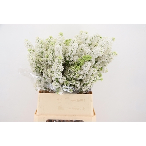 SYR V MME FL STEPMAN