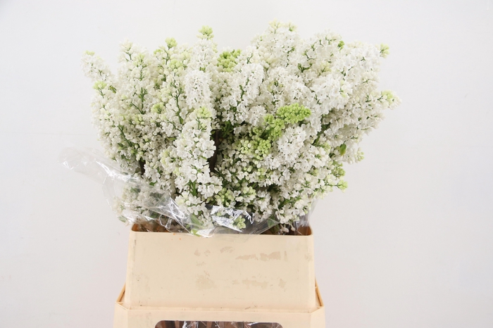 <h4>SYR V MME FL STEPMAN</h4>