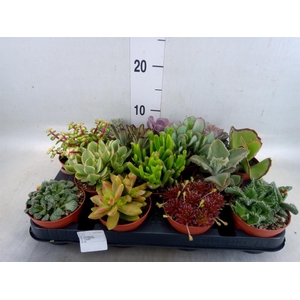 Succulents   ...