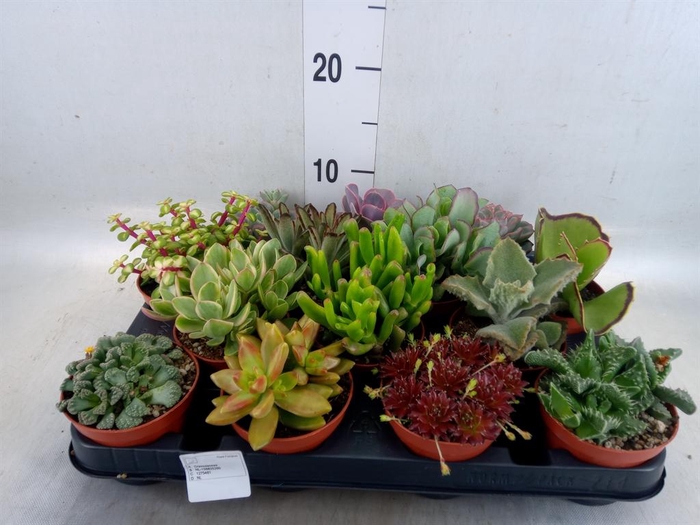 <h4>Succulents   ...</h4>