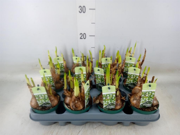 <h4>Leucojum aestivum</h4>