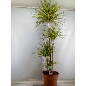 Dracaena marg. 'Sunray'