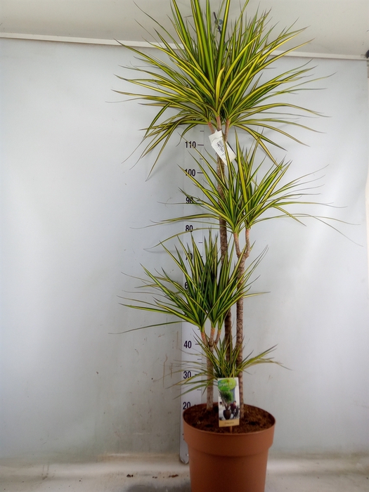 <h4>Dracaena marg. 'Sunray'</h4>