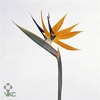 Strelitzia flower