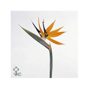 Strelitzia flower