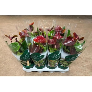Anthurium Andr. Essencia
