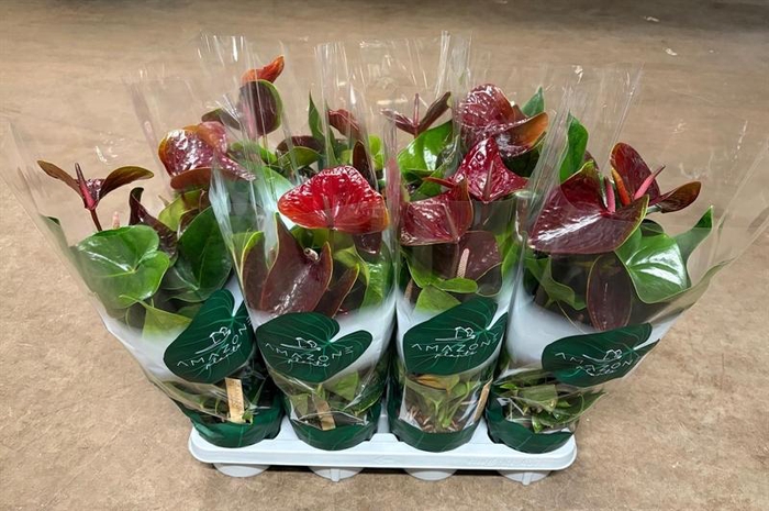<h4>Anthurium Andr. Essencia</h4>