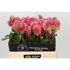 DAHLIA  'PINK RUNNER'