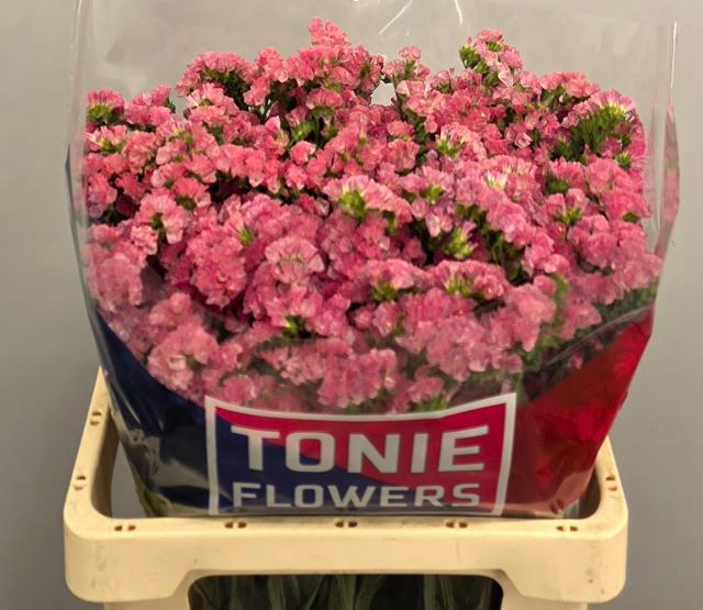 <h4>LIM S AMAZON BIRDS</h4>