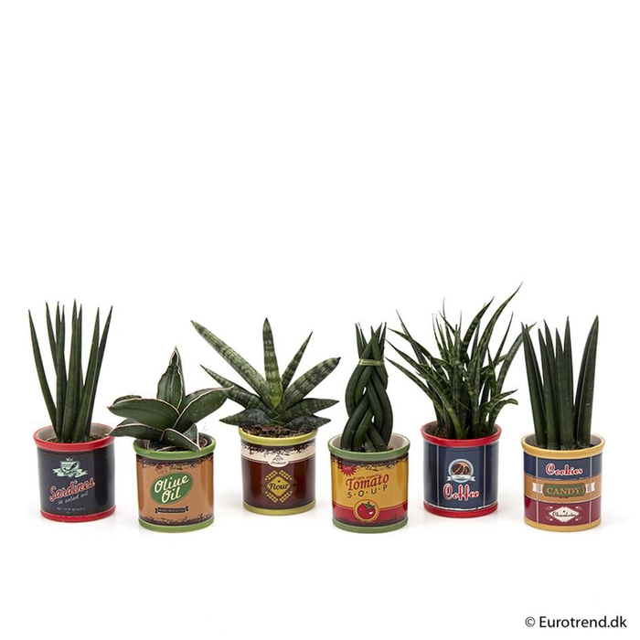 <h4>MIX COLLI P6</h4>