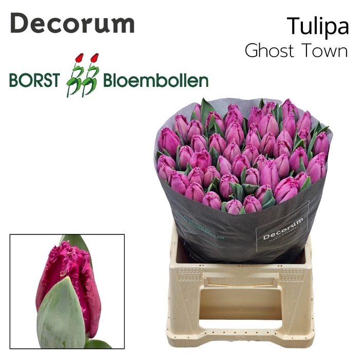 <h4>TU FR Ghost Town</h4>