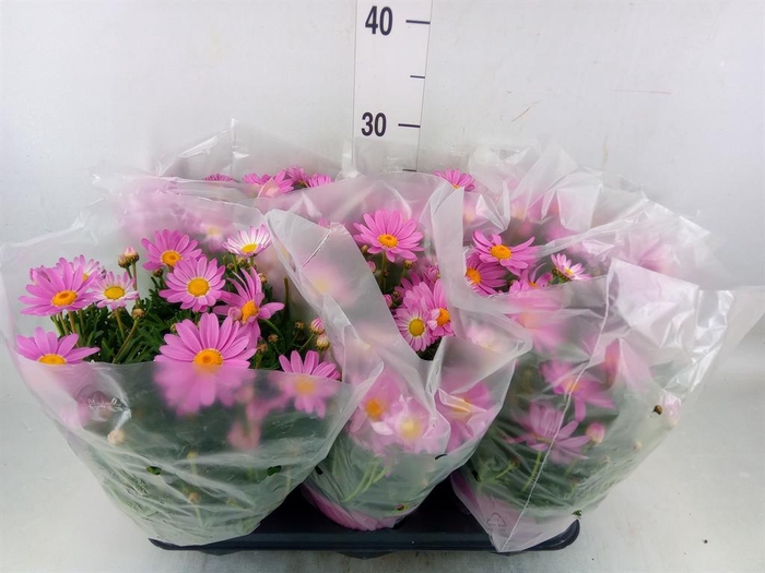 <h4>Argyranthemum   ...</h4>