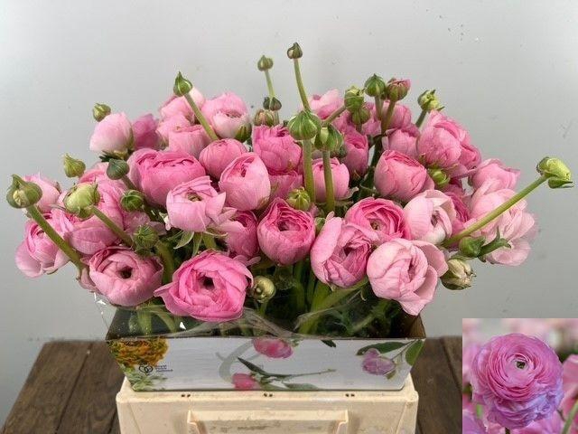 <h4>RAN EL PINK</h4>