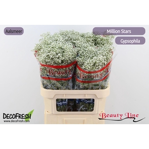 GYPS PA MILLION STAR