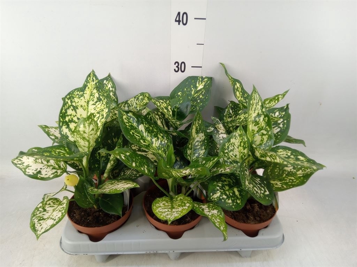 <h4>Aglaonema   ...</h4>