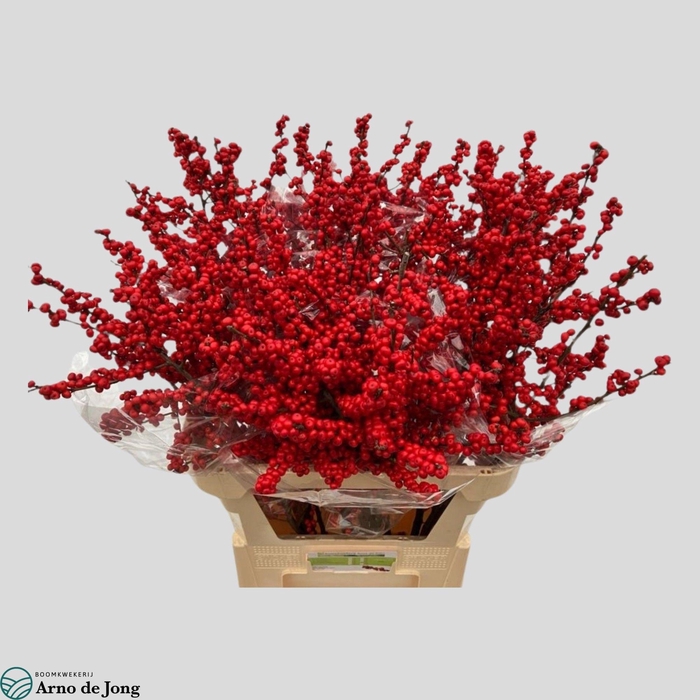 <h4>ILEX VE RODE BES</h4>